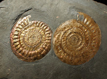 Load image into Gallery viewer, Uncommon double-iridescent Caloceras display ammonite fossil
