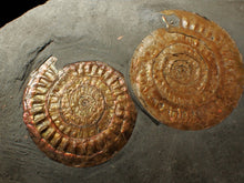 Load image into Gallery viewer, Uncommon double-iridescent Caloceras display ammonite fossil
