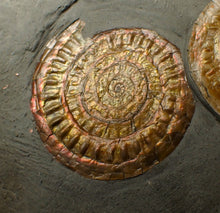 Load image into Gallery viewer, Uncommon double-iridescent Caloceras display ammonite fossil
