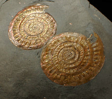 Load image into Gallery viewer, Uncommon double-iridescent Caloceras display ammonite fossil
