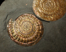 Load image into Gallery viewer, Uncommon double-iridescent Caloceras display ammonite fossil
