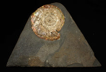 Load image into Gallery viewer, Large iridescent Psiloceras ammonite fossil (62mm)

