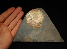 Load image into Gallery viewer, Large iridescent Psiloceras ammonite fossil (62mm)
