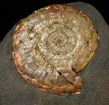 Load image into Gallery viewer, Large iridescent Psiloceras ammonite fossil (62mm)
