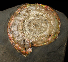 Load image into Gallery viewer, Large iridescent Psiloceras ammonite fossil (62mm)
