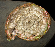 Load image into Gallery viewer, Large iridescent Psiloceras ammonite fossil (62mm)
