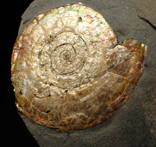Load image into Gallery viewer, Large iridescent Psiloceras ammonite fossil (62mm)
