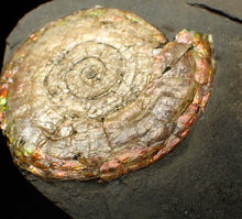 Load image into Gallery viewer, Large iridescent Psiloceras ammonite fossil (62mm)
