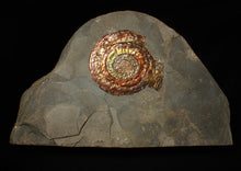 Load image into Gallery viewer, Large rainbow iridescent Psiloceras ammonite fossil display piece (78mm)
