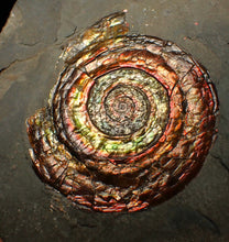 Load image into Gallery viewer, Large rainbow iridescent Psiloceras ammonite fossil display piece (78mm)
