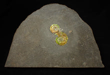 Load image into Gallery viewer, Stunning double-iridescent green Psiloceras display ammonite fossil
