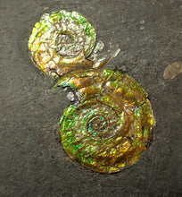 Load image into Gallery viewer, Stunning double-iridescent green Psiloceras display ammonite fossil
