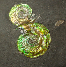 Load image into Gallery viewer, Stunning double-iridescent green Psiloceras display ammonite fossil
