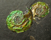 Load image into Gallery viewer, Stunning double-iridescent green Psiloceras display ammonite fossil
