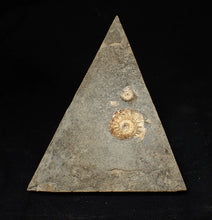 Load image into Gallery viewer, Juvenile iridescent Caloceras display ammonite fossil 20mm
