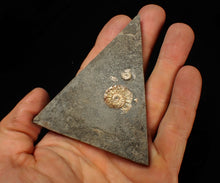 Load image into Gallery viewer, Juvenile iridescent Caloceras display ammonite fossil 20mm
