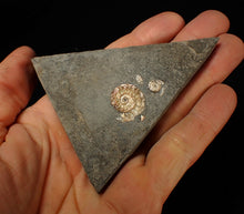 Load image into Gallery viewer, Juvenile iridescent Caloceras display ammonite fossil 20mm
