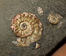 Load image into Gallery viewer, Juvenile iridescent Caloceras display ammonite fossil 20mm
