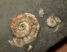 Load image into Gallery viewer, Juvenile iridescent Caloceras display ammonite fossil 20mm

