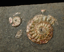 Load image into Gallery viewer, Juvenile iridescent Caloceras display ammonite fossil 20mm
