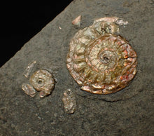 Load image into Gallery viewer, Juvenile iridescent Caloceras display ammonite fossil 20mm
