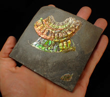 Load image into Gallery viewer, Rainbow iridescent Caloceras display ammonite fossil 70 mm
