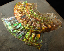 Load image into Gallery viewer, Rainbow iridescent Caloceras display ammonite fossil 70 mm

