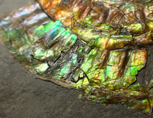 Load image into Gallery viewer, Rainbow iridescent Caloceras display ammonite fossil 70 mm
