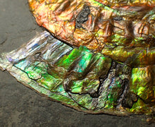 Load image into Gallery viewer, Rainbow iridescent Caloceras display ammonite fossil 70 mm
