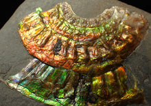 Load image into Gallery viewer, Rainbow iridescent Caloceras display ammonite fossil 70 mm
