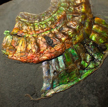 Load image into Gallery viewer, Rainbow iridescent Caloceras display ammonite fossil 70 mm
