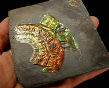 Load image into Gallery viewer, Rainbow iridescent Caloceras display ammonite fossil 70 mm
