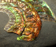 Load image into Gallery viewer, Rainbow iridescent Caloceras display ammonite fossil 70 mm
