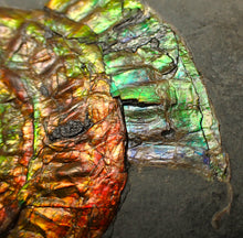 Load image into Gallery viewer, Rainbow iridescent Caloceras display ammonite fossil 70 mm
