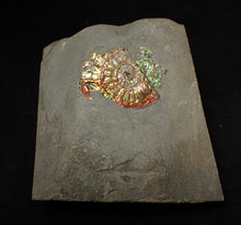 Load image into Gallery viewer, Juvenile iridescent double-Caloceras display ammonite fossil 24mm
