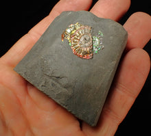 Load image into Gallery viewer, Juvenile iridescent double-Caloceras display ammonite fossil 24mm
