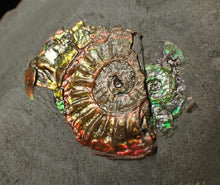 Load image into Gallery viewer, Juvenile iridescent double-Caloceras display ammonite fossil 24mm
