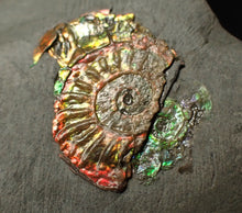 Load image into Gallery viewer, Juvenile iridescent double-Caloceras display ammonite fossil 24mm
