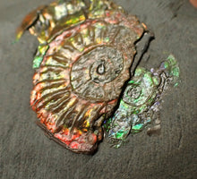 Load image into Gallery viewer, Juvenile iridescent double-Caloceras display ammonite fossil 24mm
