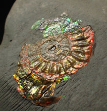 Load image into Gallery viewer, Juvenile iridescent double-Caloceras display ammonite fossil 24mm
