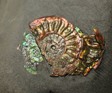Load image into Gallery viewer, Juvenile iridescent double-Caloceras display ammonite fossil 24mm
