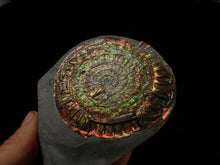 Load image into Gallery viewer, Rainbow iridescent Caloceras display ammonite fossil 70 mm
