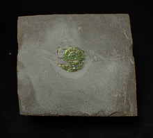 Load image into Gallery viewer, Juvenile green iridescent Caloceras display ammonite fossil 15mm

