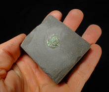 Load image into Gallery viewer, Juvenile green iridescent Caloceras display ammonite fossil 15mm
