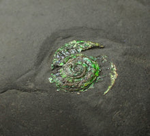 Load image into Gallery viewer, Juvenile green iridescent Caloceras display ammonite fossil 15mm
