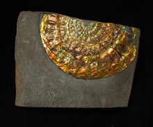 Load image into Gallery viewer, Stunning big rainbow iridescent Caloceras display ammonite fossil (78mm)
