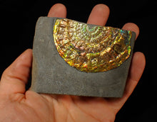 Load image into Gallery viewer, Stunning big rainbow iridescent Caloceras display ammonite fossil (78mm)
