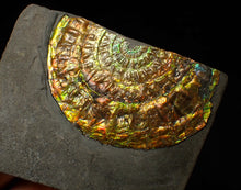 Load image into Gallery viewer, Stunning big rainbow iridescent Caloceras display ammonite fossil (78mm)
