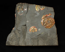 Load image into Gallery viewer, Stunning iridescent multi-Psiloceras ammonite fossil
