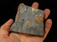 Load image into Gallery viewer, Stunning iridescent multi-Psiloceras ammonite fossil
